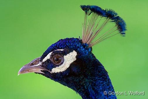 Peacock Portrait_50021v2.jpg - Photographed near Orillia, Ontario, Canada.